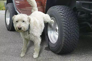 狗尿真的会腐蚀汽车轮胎吗，狗尿对汽车轮胎