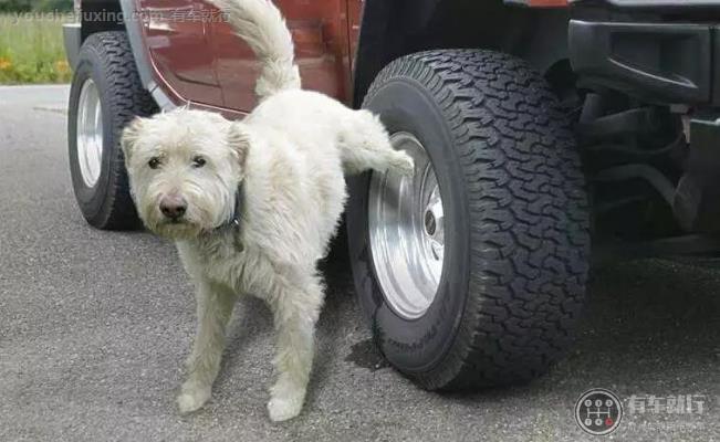 狗尿真的会腐蚀汽车轮胎吗